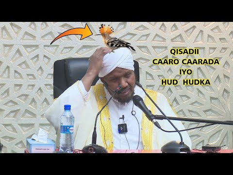 isagoo tukanayo Hud hud ayaa madaxa kafuulay iyo qisadii caaro caarada